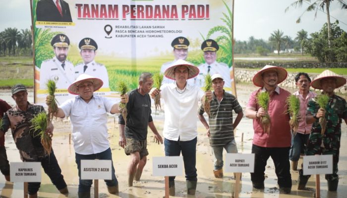 Sekda Aceh Pimpin Tanam Padi Perdana Pasca Bencana,