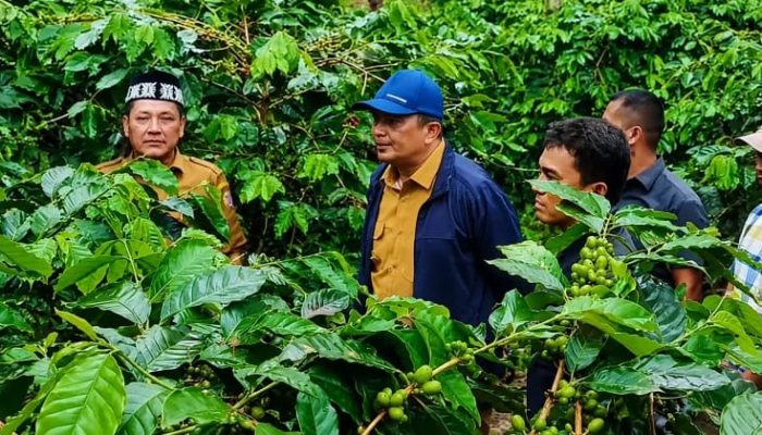 Bupati Gayo Lues Tinjau Kebun Kopi Warga, Serap Aspirasi Petani