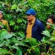 Bupati Gayo Lues Tinjau Kebun Kopi Warga, Serap Aspirasi Petani