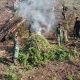 Tim Gabungan Kodam Iskandar Muda Musnahkan 50 Hektare Ladang Ganja di Kawasan Hutan Lindung Nagan Raya