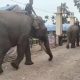 BPBD dan BKSDA Pasang GPS Collar untuk Pantau Gajah Liar Aceh Barat