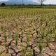 Kemarau di Aceh Besar, Ribuan Hektar Sawah Mengering, Warga Pekan Bada Krisis Air
