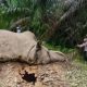 FJL dan JGN Desak BKSDA Investigasi Menyeluruh Penyebab Kematian Gajah di Aceh
