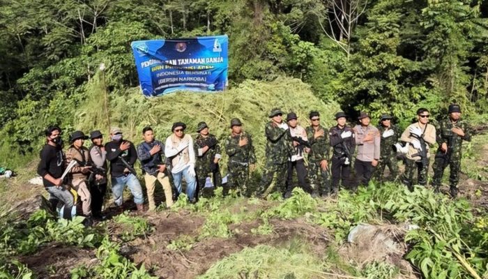 BNN Musnahkan 12 Hektare Ladang Ganja di Aceh, Total 30 Ribu Batang Pohon