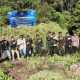 BNN Musnahkan 12 Hektare Ladang Ganja di Aceh, Total 30 Ribu Batang Pohon