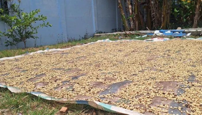 Harga Gabah Kopi Arabika di Gayo Lues Bergerak Naik, Segini Harga Jual