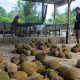 Durian Kuta Makmur Aceh Utara Laris Diburu, Panen Sampai Akhir Agustus
