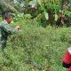 Babinsa Turun Langsung Dampingi Panen Cabai Petani Langkahan