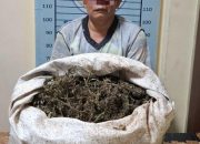 Ganja 4,7 Kg Disembunyikan di Bawah Tempat Tidur, Satresnarkoba Bongkar Peredaran di Ketambe