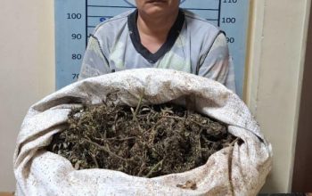 Ganja 4,7 Kg Disembunyikan di Bawah Tempat Tidur, Satresnarkoba Bongkar Peredaran di Ketambe