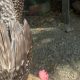 Penyakit Mendadak Serang Ayam Kampung Warga Tamping, Peternak Resah Jelang Maulid
