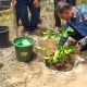 Rehab Rekon Pascabencana Banjir, MDMC DI Yogyakarta Revitalisasi Jeruk Giri Matang di Pante Lhong