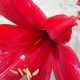 Amarilis Merah, Bunga Musiman dari Hutan Tropis yang Rutin Mekar