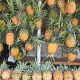 Nanas Toa, Si Manis dari Pegasing yang Diburu Wisatawan