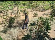Aceh Tengah Dapat Bantuan 8,6 Juta Bibit Kopi Dukung Pemulihan Ekonomi