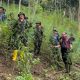 Polda Aceh Ungkap 18 Hektare Ladang Ganja di Aceh Utara